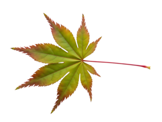 Isolated japanese maple leaf showing vibrant green with red-tinged edges and a long red stem, signifying autumn and natural beauty on a clean background for versatile use