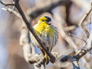 Eurasian siskin male, latin name spinus spinus, sitting on branch of tree. Cute little yellow songbird.