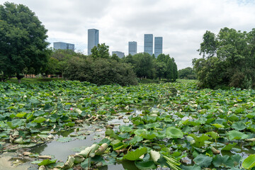 spring park and modern city