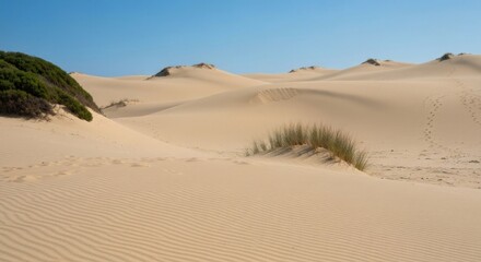 Sandy dunes stretch under a clear blue sky. Sparse vegetation and animal tracks are visible