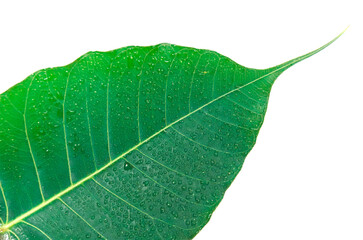 Green bodhi leaf on an isolated white background. Ficus religiosa, this tree is also known by other names such as sacred fig, peepul, or ashvattha.