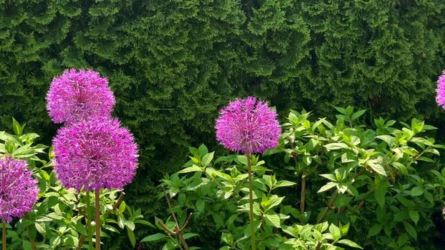 The bright purple ornamental onion Allium Globemaster blooms in the lush green garden on tall stems, displaying its unique spherical heads.