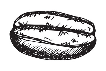Hand drawn fresh roasted coffee bean Arabica robusta seed doodle Single element for print, web, design, decor