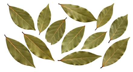 Scattered dried bay leaves isolated PNG with Transparent Background
