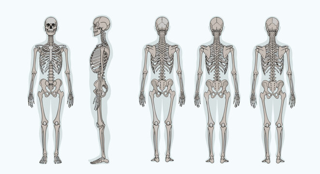 Complete human skeleton anatomy chart shown within a body silhouette from anterior, posterior, and lateral or side profile views.
