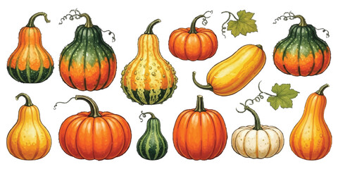 Colorful autumn gourds and pumpkins isolated on white background isolated on white background