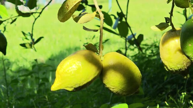 Lemons fruit in the garden
