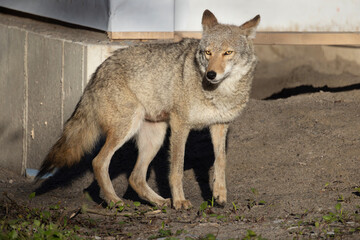 Fototapeta premium North American coyote Canis latrans standing in a construction site in southern Ontario Canada horizontal orientation