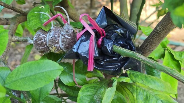 Propagation of lemon trees by cuttings