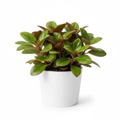 Small green houseplant in a terracotta flowerpot with basil leaves for home gardening and decoration