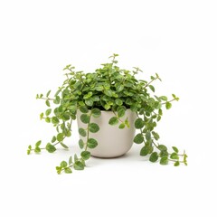 Fresh basil herb plant in a white pot on an isolated white background, perfect for cooking ingredients