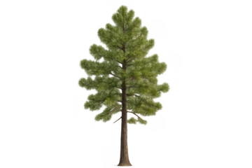 Pine tree isolated on transparent background illustrating nature, growth, and environmental concepts
