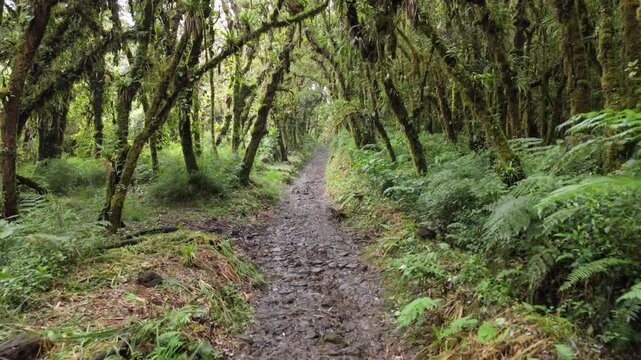 Forward Moving Drone Shot (POV) Over Mountain Peaks and Cloud Forest Canopy, Braulio Carrillo