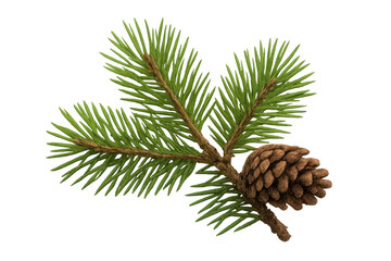 Pine tree branch featuring green needles and a brown pinecone, a classic evergreen winter and christmas symbol on transparent background