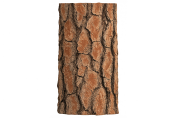 Pine tree bark texture close-up on transparent background displaying nature, wood, and forest concepts