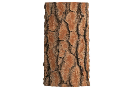 Pine tree bark texture close-up on transparent background displaying nature, wood, and forest concepts