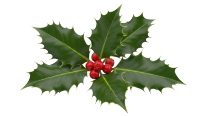Vibrant green holly sprig with sharp, glossy leaves and bright red berries, a traditional Christmas decoration, beautifully isolated on transparent background for seasonal designs