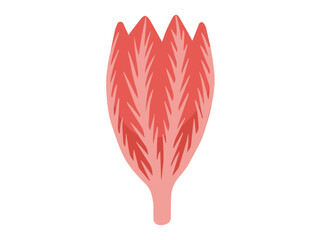 Multipennate Muscle Anatomy Cells
