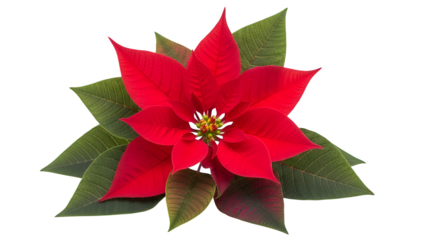 Vivid red poinsettia flower with rich green leaves, a classic symbol of the holiday season, isolated on transparent background, ideal for festive designs, projects, and decor