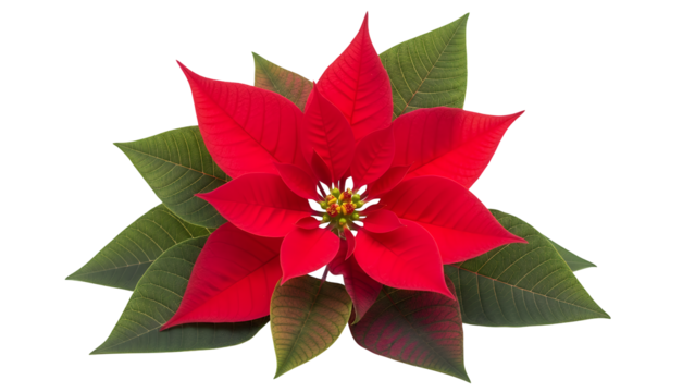 Vivid red poinsettia flower with rich green leaves, a classic symbol of the holiday season, isolated on transparent background, ideal for festive designs, projects, and decor