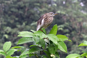 beautiful Indian heron Bird