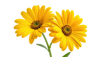 Naklejka premium Two radiant yellow flowers with green centers