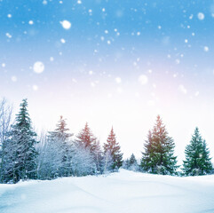 Fototapeta premium Landscape. Coniferous trees and birches in a winter forest covered in snow. Frosty weather.