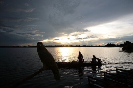 Amazon jungle river with fishing boat and green parrot standing on trunk at sunset, Brazil. - Powered by Adobe