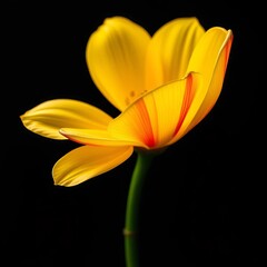 Obraz premium A single, perfect bloom as a symbol of heartfelt thanks and sincere appreciation, appreciation, symbol