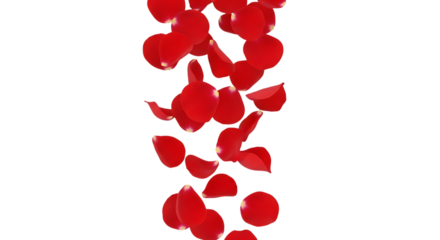 Red rose petals falling in a cascade isolated on transparent background