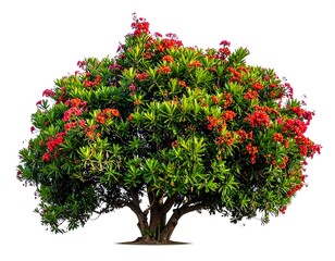 Vivid tropical tree bursting with vibrant red blossoms and lush green foliage