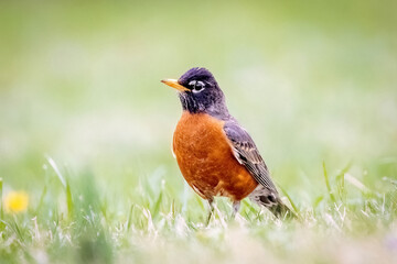 Beautiful Robin bird portrait close up in the grass