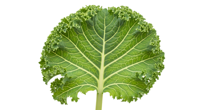 Green kale leaf veins detailed texture isolated on transparent background