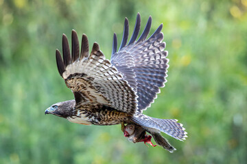 Extremely close view of a red-tailed hawk flying with a squirrel in its talons, seen in the wild in North California