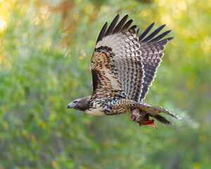 Extremely close view of a red-tailed hawk flying with a squirrel in its talons, seen in the wild in  North California