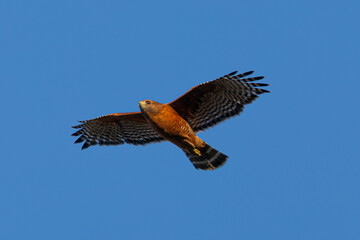 Extremely close view of a red-shouldered hawk flying, seen in the wild in  North California