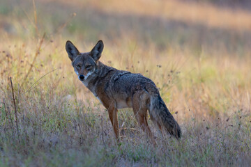 Coyote, seen  in the wild in North California 