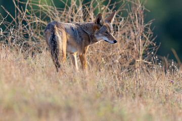 Coyote, seen  in the wild in North California 