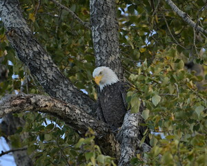 bald eagle,  bird, eagle, nature, wildlife, Canada