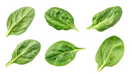 A close-up of six different green leaves