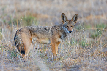 Very close view of a coyote, seen  in the wild in North California 