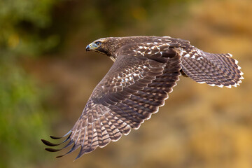 Extremely close view of a red-tailed hawk flying, seen in the wild in  North California