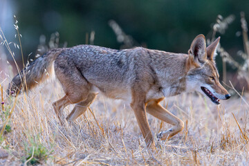 Very close view of a coyote, seen  in the wild in North California 
