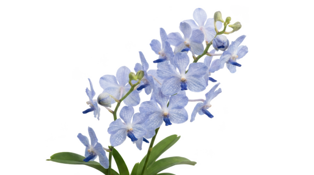 A delicate cluster of blue orchids with intricate petal patterns and vibrant stamens.