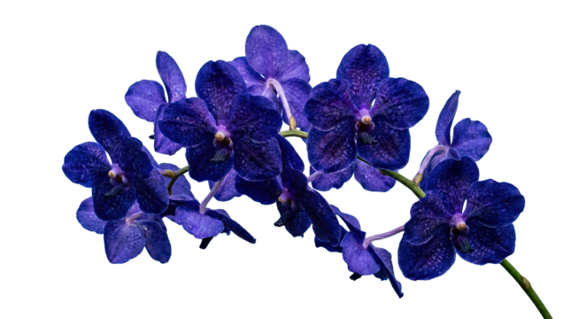 A stunning cluster of vibrant purple orchids showcasing intricate patterns and delicate petals.