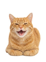 A smiling orange cat with a playful expression, lying down comfortably.