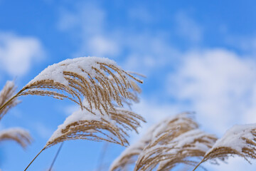 ススキの穂に雪が積もる