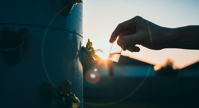 A person hand watering green plant with setting sun background. A person waters plant in the garden at sunset. The image of the sun setting is also present.