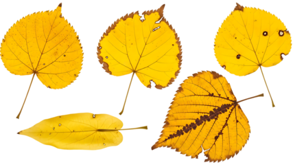 Collection of five distinct yellow autumn leaves, each with unique vein patterns and serrated edges, isolated against a black background, signifying fall