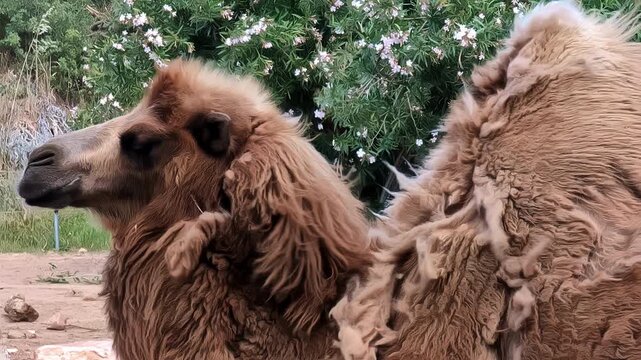 Portrait of a Beautiful Large Camel at the Attica Zoological Park, Spata, Greece. Slow motion footage of the fauna.
